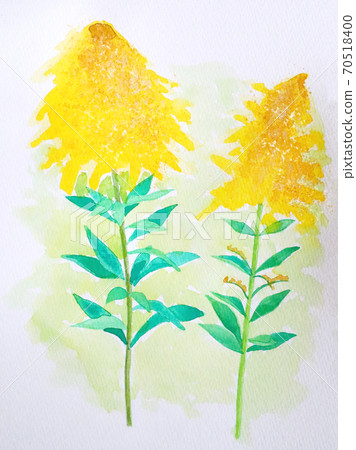黃花 黃花 70518400