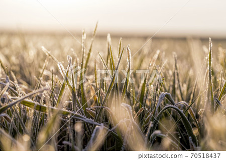 winter weather in an agricultural field 70518437