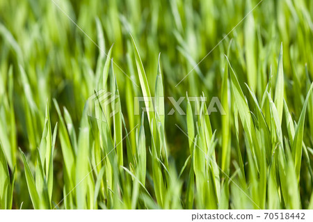 green wheat or other cereals on agricultural land green wheat or other cereals on agricultural land 70518442