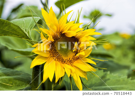 close-up of Sunny flowers close-up of Sunny flowers 70518443