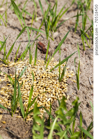 agricultural cereal plants 70518450