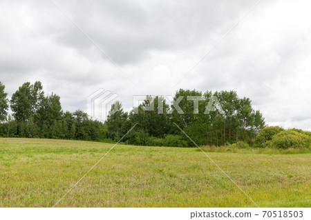 trees covered with green foliage trees covered with green foliage 70518503