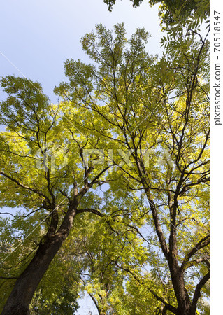 colorful deciduous trees in the forest autumn 70518547