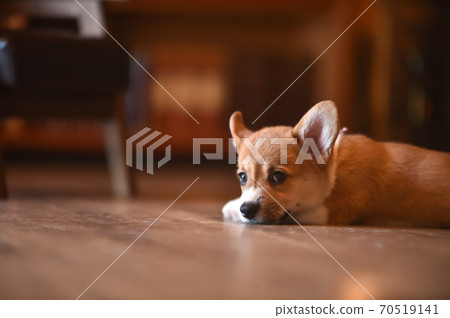 Corgi baby spending time indoors Corgi baby spending time indoors 70519141
