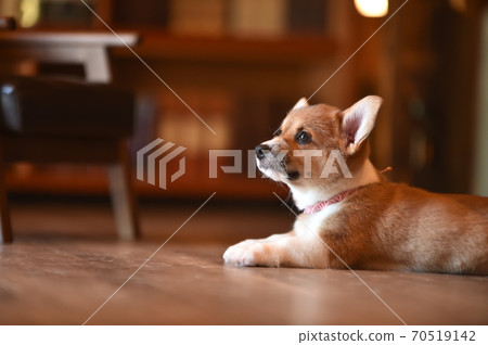 Corgi baby spending time indoors 70519142