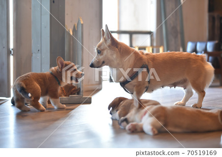 柯基(Corgi)嬰兒在室內消磨時間 柯基(Corgi)嬰兒在室內消磨時間 70519169