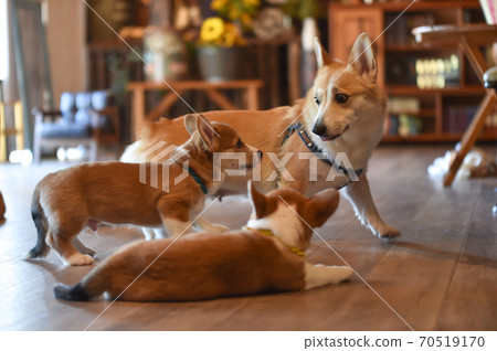 柯基（Corgi）嬰兒在室內消磨時間 70519170