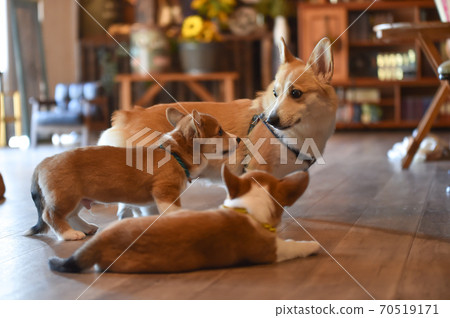 柯基（Corgi）嬰兒在室內消磨時間 70519171