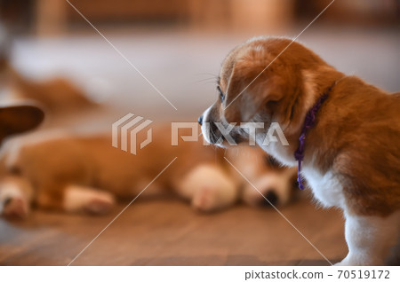 柯基(Corgi)嬰兒在室內消磨時間 柯基(Corgi)嬰兒在室內消磨時間 70519172