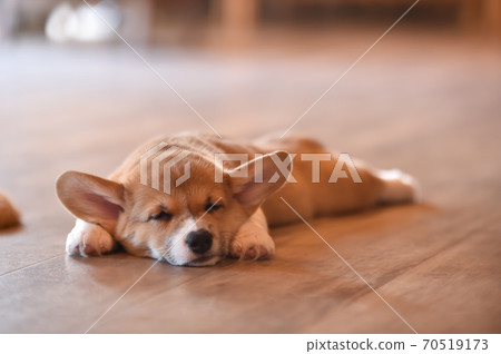 柯基(Corgi)嬰兒在室內消磨時間 柯基(Corgi)嬰兒在室內消磨時間 70519173