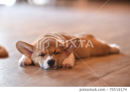 柯基(Corgi)嬰兒在室內消磨時間 柯基(Corgi)嬰兒在室內消磨時間 70519174