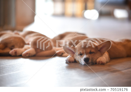 Corgi baby spending time indoors Corgi baby spending time indoors 70519176