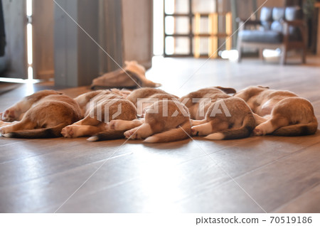 Corgi baby spending time indoors Corgi baby spending time indoors 70519186