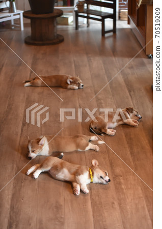 Corgi baby spending time indoors Corgi baby spending time indoors 70519209