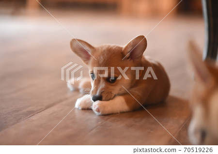 Corgi baby spending time indoors Corgi baby spending time indoors 70519226