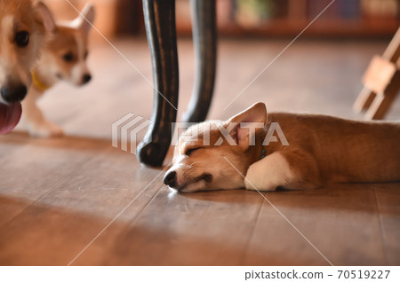 Corgi baby spending time indoors Corgi baby spending time indoors 70519227