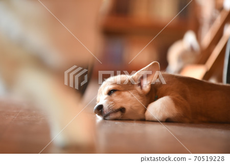 Corgi baby spending time indoors Corgi baby spending time indoors 70519228