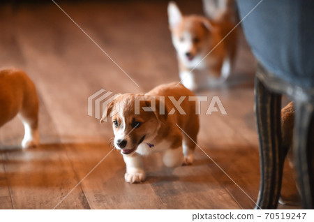 柯基(Corgi)嬰兒在室內消磨時間 柯基(Corgi)嬰兒在室內消磨時間 70519247