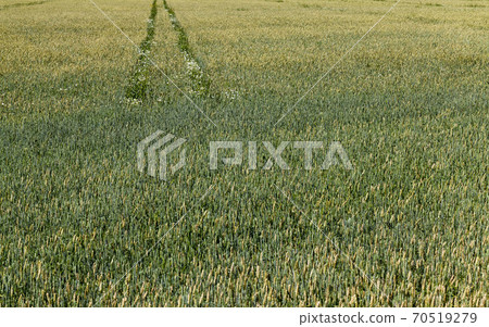 green wheat or other grain green wheat or other grain 70519279