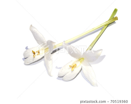 Close up of white Indian cork flowers on white background 70519360