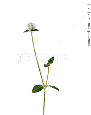 Close up of Gomphrena weed flower on white background. 70519381