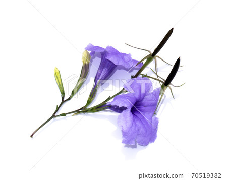 Ruellia tuberosa flower on white background. 70519382