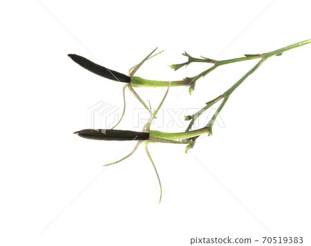 Ruellia tuberosa seeds on white background. 70519383