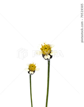 Mexican daisy flower on white background. 70519385
