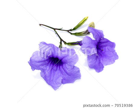 Ruellia tuberosa flower on white background. 70519386