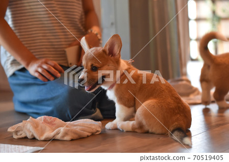 柯基(Corgi)嬰兒在室內消磨時間 柯基(Corgi)嬰兒在室內消磨時間 70519405