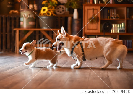 柯基（Corgi）嬰兒在室內消磨時間 70519408