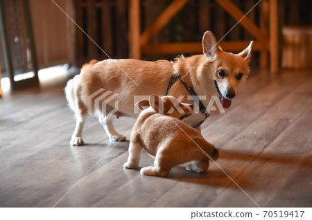 柯基（Corgi）嬰兒在室內消磨時間 70519417