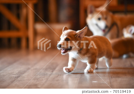Corgi baby spending time indoors 70519419