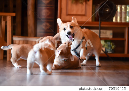 柯基(Corgi)嬰兒在室內消磨時間 柯基(Corgi)嬰兒在室內消磨時間 70519425