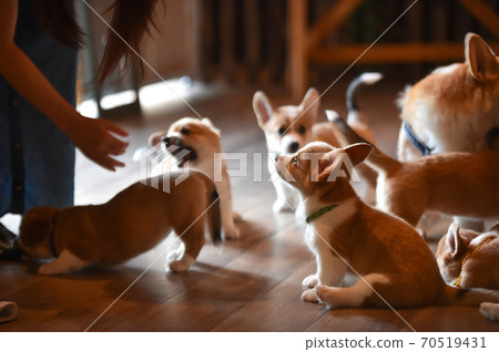 Corgi baby spending time indoors Corgi baby spending time indoors 70519431