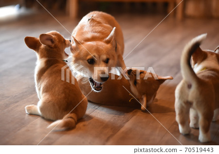 Corgi baby spending time indoors Corgi baby spending time indoors 70519443