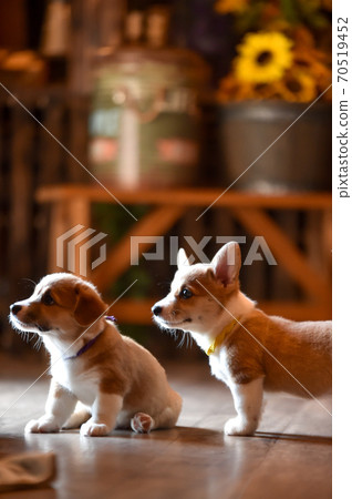 Corgi baby spending time indoors Corgi baby spending time indoors 70519452