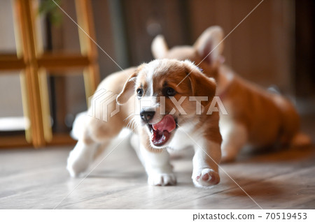 柯基（Corgi）嬰兒在室內消磨時間 70519453