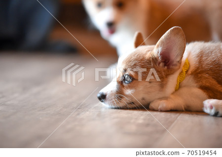 Corgi baby spending time indoors 70519454