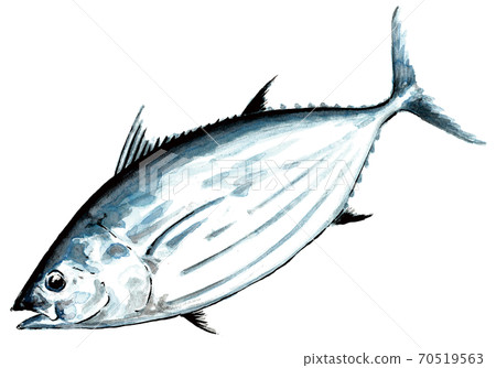 Skipjack _ hand-painted (large) - Stock Illustration [70519563] - PIXTA