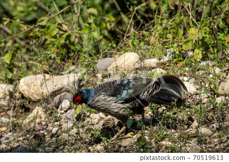 male Kalij pheasant or Lophura leucomelanos at dhikala zone of jim corbett national park or tiger reserve uttarakhand india 70519613