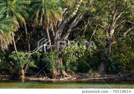 Wild female tiger in amidst of nature near lake and palm trees with natural scenic background at ranthambore national park or tiger reserve sawai madhopur rajasthan india - panthera tigris 70519614
