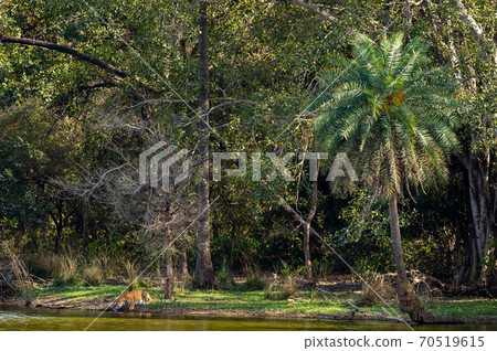 Wild female tiger drinking water from lake in amidst of nature and natural scenic background at ranthambore national park or tiger reserve sawai madhopur rajasthan india - panthera tigris Wild female tiger drinking water from lake in amidst of nature and natural scenic background at ranthambore national park or tiger reserve sawai madhopur rajasthan india - panthera tigris 70519615