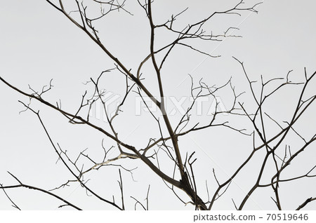Dead tree branches 70519646
