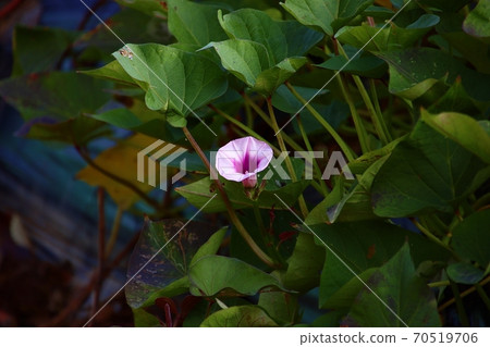 地瓜花 地瓜花 70519706