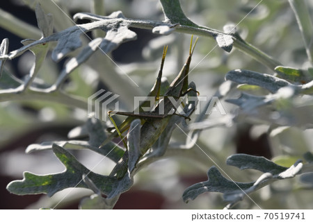 Atractomorpha lata living close to you 70519741