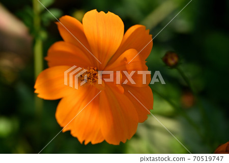 Kibana波斯菊盛開，靠近你 70519747