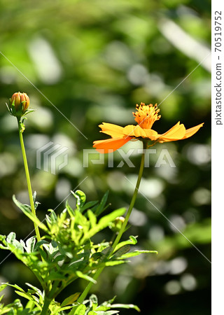 Kibana波斯菊盛開，靠近你 70519752