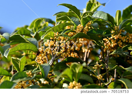 Kinmokusei在花園裡盛開 70519753