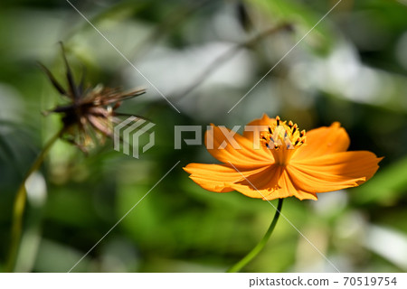 Kibana波斯菊盛開,靠近你 Kibana波斯菊盛開,靠近你 70519754